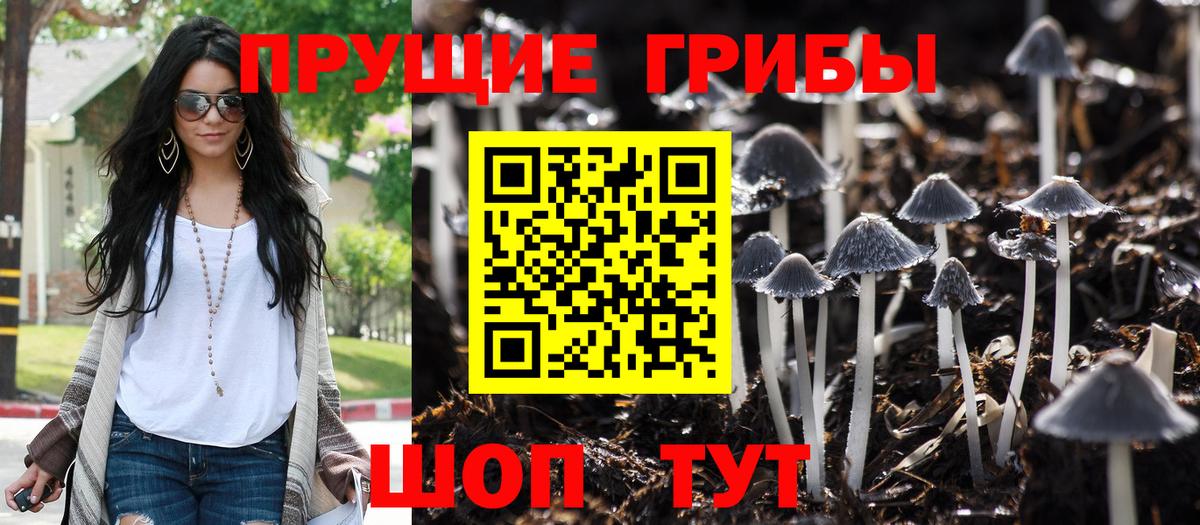 Псилоцибиновые грибы Psilocybe Назрань